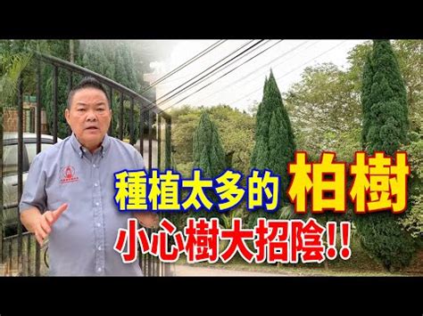 門口種松柏|【松柏樹風水】松柏樹風水：種在家門口好嗎？解開風水寓意